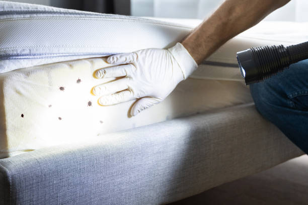 Best Affordable Pest Control Services  in Hanford, CA