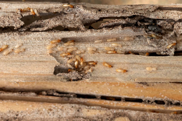 Best Cockroach Control Services  in Hanford, CA