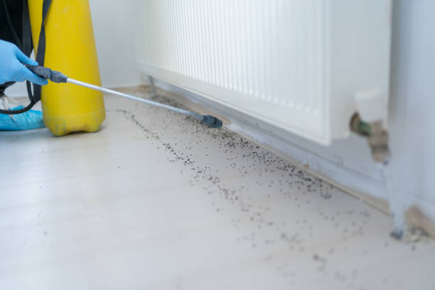 Best Emergency Pest Control  in Hanford, CA